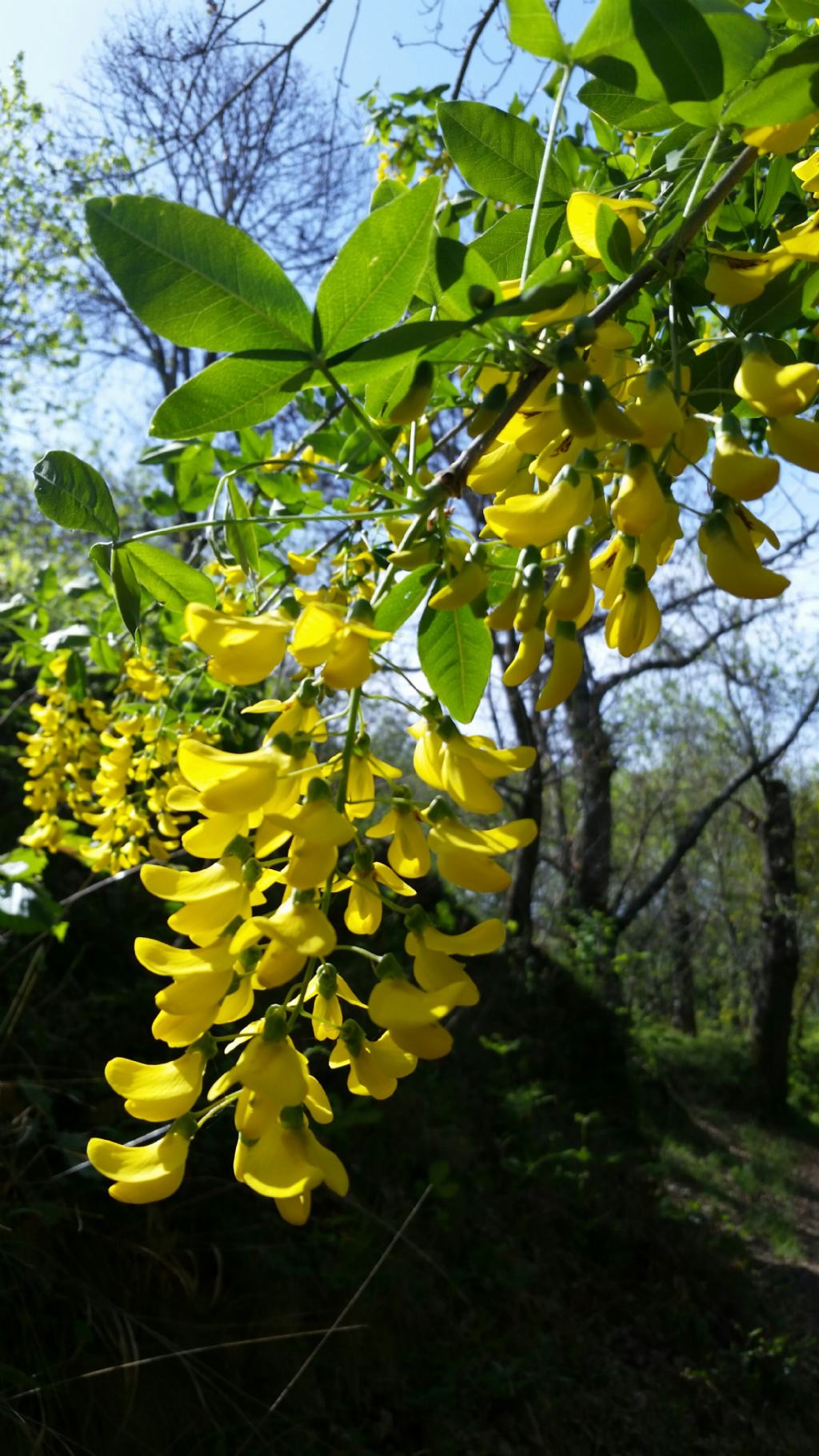 Laburnum anagyroides Medik  (Fabaceae)